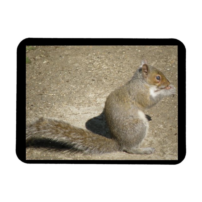 Squirrel Hungry Horatio Premium Magnet (Horizontal)