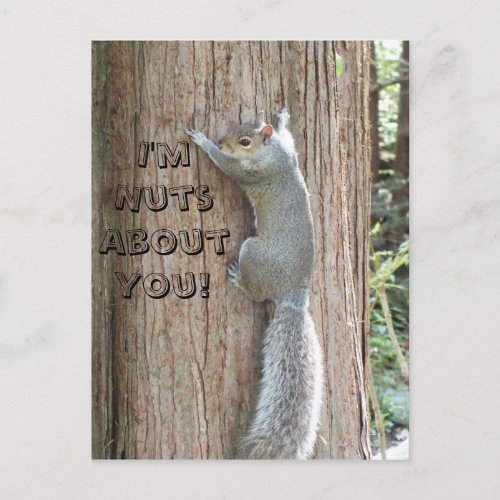 Squirrel Im Nuts About You Postcard