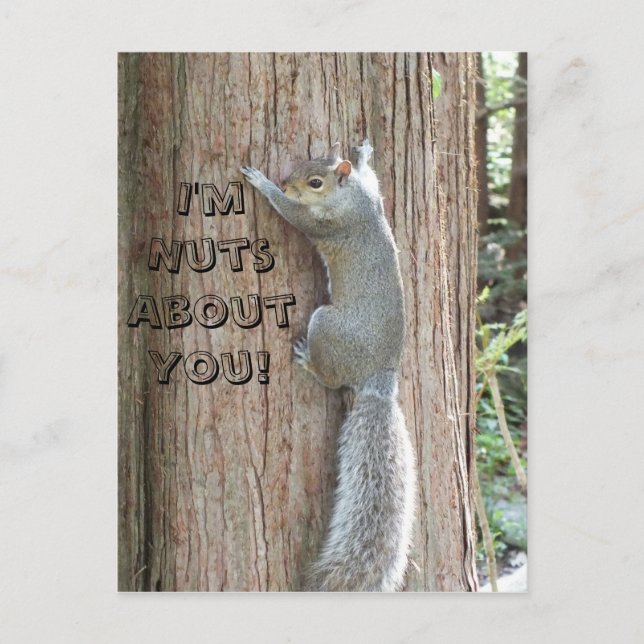 Squirrel: I'm Nuts About You! Postcard (Front)