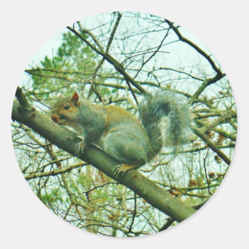 Squirrel in a Light Blue Mist Classic Round Sticker