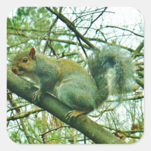 Squirrel in a Light Blue Mist Square Sticker