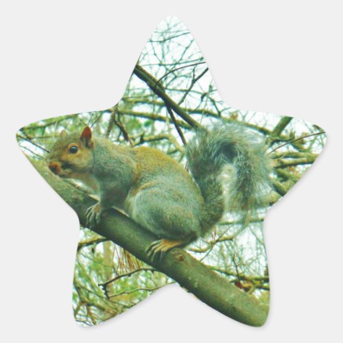 Squirrel in a Light Blue Mist Star Sticker