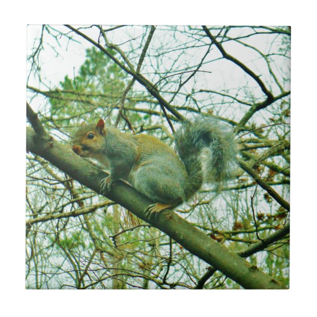 Squirrel in a Light Blue Mist Tile (Front)