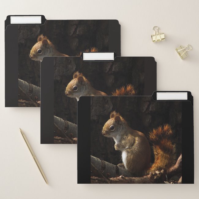 Squirrel in a Patch of Sun File Folder Set