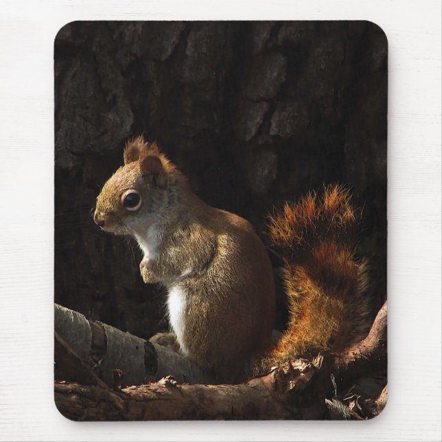 Squirrel in a Patch of Sunlight Mouse Pad (Front)