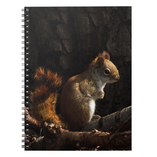 Squirrel in a Patch of Sunlight Notebook (Front)