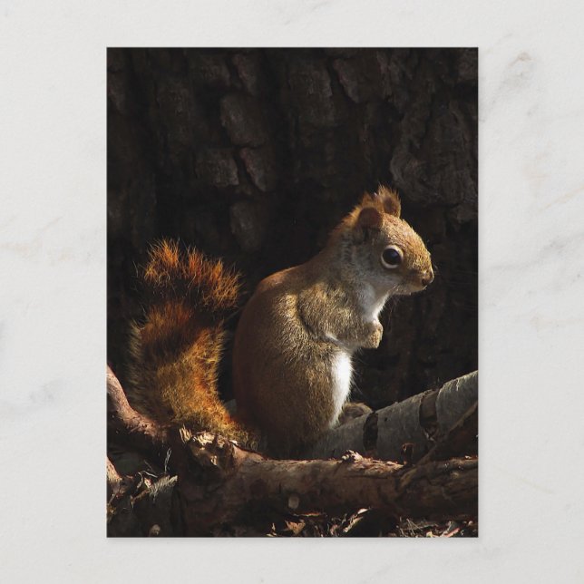 Squirrel in a Patch of Sunlight Postcard (Front)