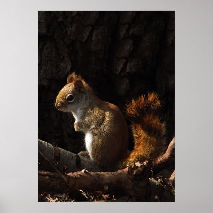 Squirrel in a Patch of Sunlight Poster