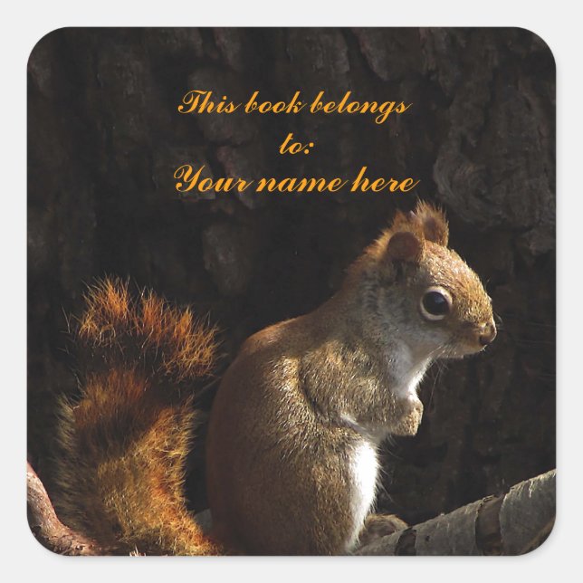 Squirrel in a Patch of Sunlight Square Sticker (Front)