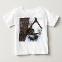 Squirrel in a Pine Tree