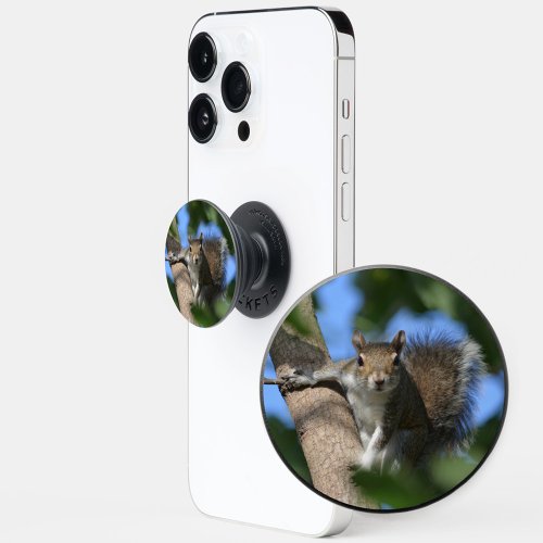 Squirrel in a Tree photographic Wildlife PopSocket