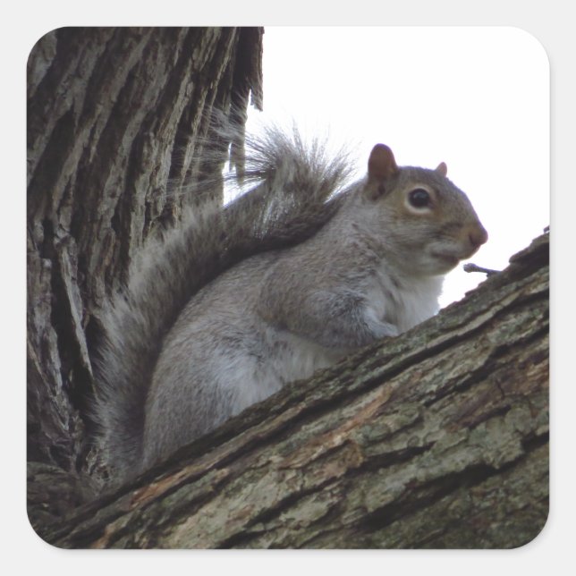 Squirrel in a Tree Square Sticker (Front)