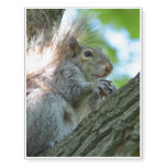 Squirrel in a Tree Temporary Tattoos