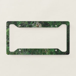 Squirrel in Cedar Tree License Plate Frame