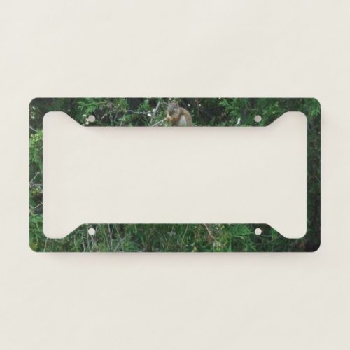 Squirrel in Cedar Tree License Plate Frame