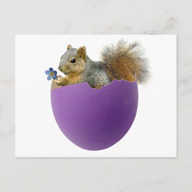 Squirrel in Eggshell Postcard (Front)