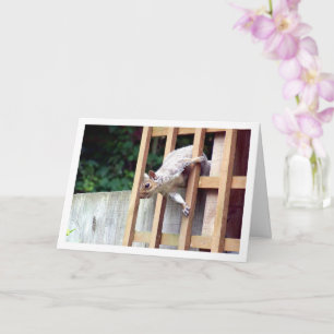 Squirrel in Fence Card