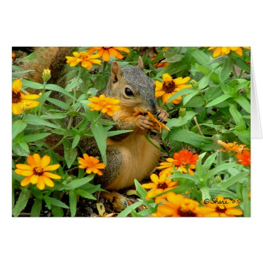 Squirrel In Marigolds (3774) (Front Horizontal)