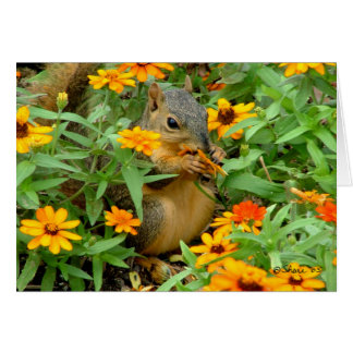 Squirrel In Marigolds (3774) Cards