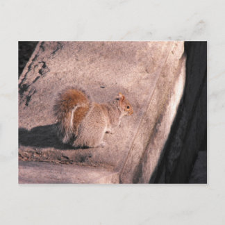 Squirrel in NYC Postcard
