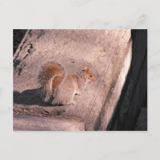 Squirrel in NYC Postcard (Front)