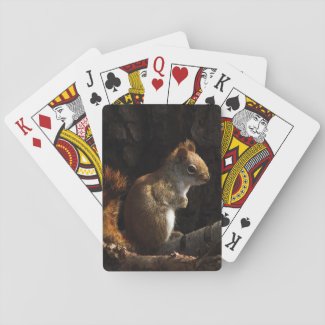 Squirrel in Patch of Sunlight Playing Cards
