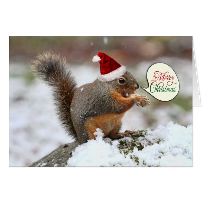 Squirrel in Snow Christmas Cards