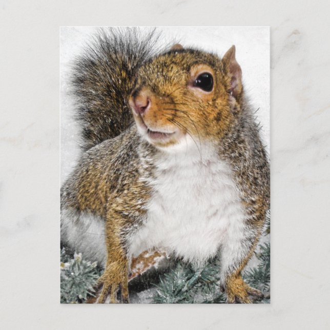 Squirrel In Snow Postcard (Front)