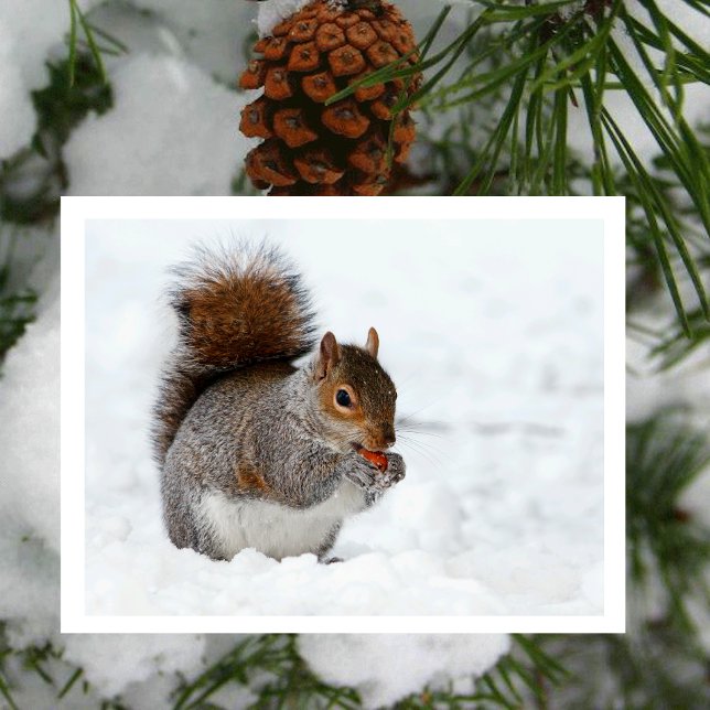 Squirrel in Snow with Berry Postcard (Creator Uploaded)