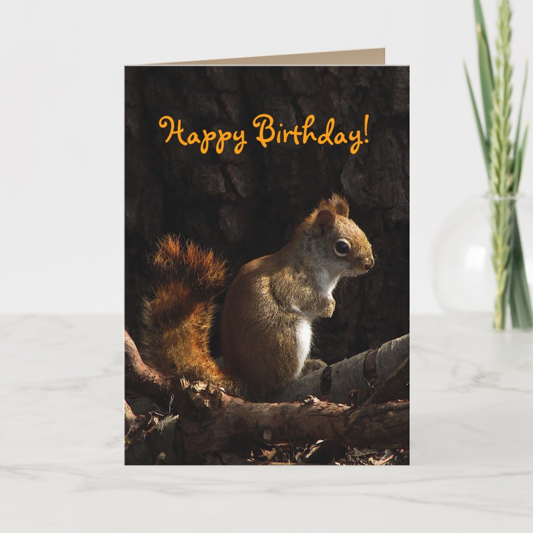 Squirrel in Sunlight Birthday Card | Zazzle