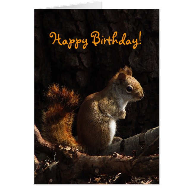 Squirrel in Sunlight Birthday