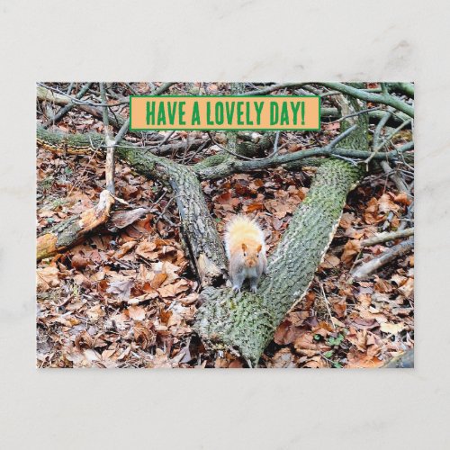 Squirrel in the forest greeting card