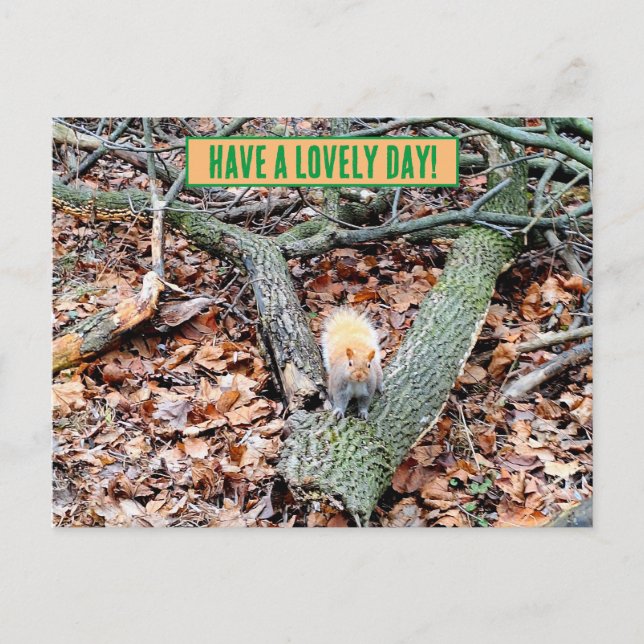 Squirrel in the forest greeting card (Front)