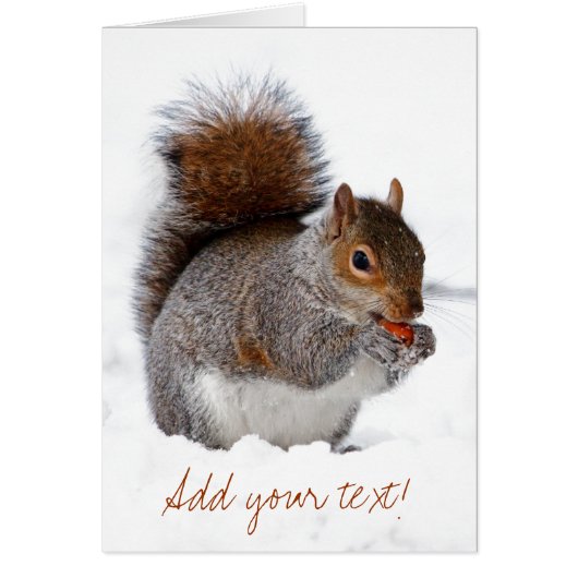 Squirrel in the Snow Cards (Front)