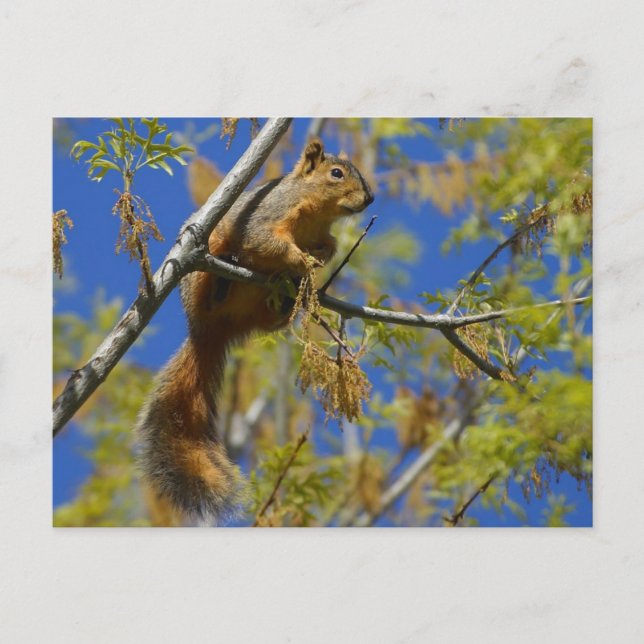 squirrel in the tree Postcard (Front)