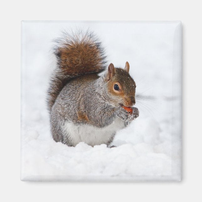 Squirrel in the Winter Magnet (Front)