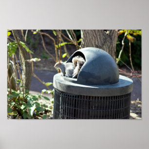 Squirrel in Trash Can Poster