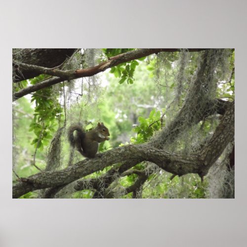 Squirrel in Tree 40 X 27 Poster