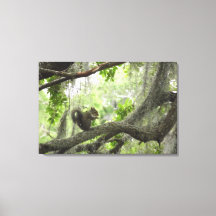 Squirrel in Tree