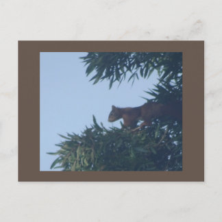 Squirrel in Tree DIY Postcard