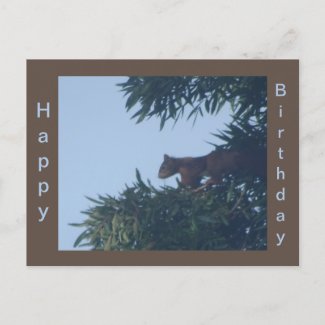 Squirrel in Tree Happy Birthday Postcard