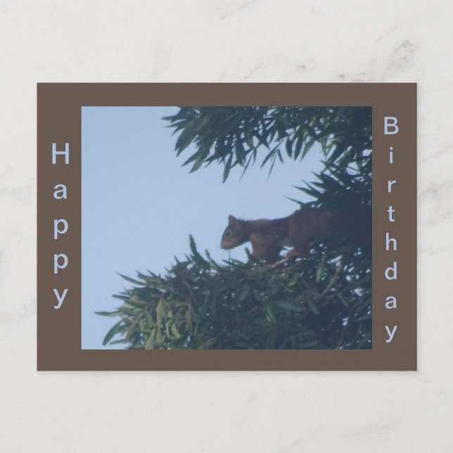 Squirrel in Tree Happy Birthday Postcard (Front)