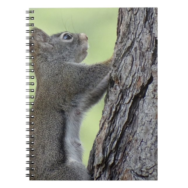Squirrel in tree notebook (Front)