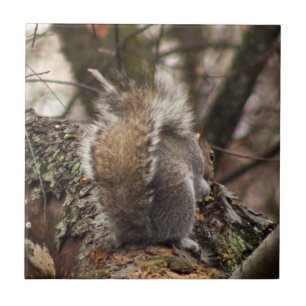 Squirrel in Tree Photo Ceramic Tile