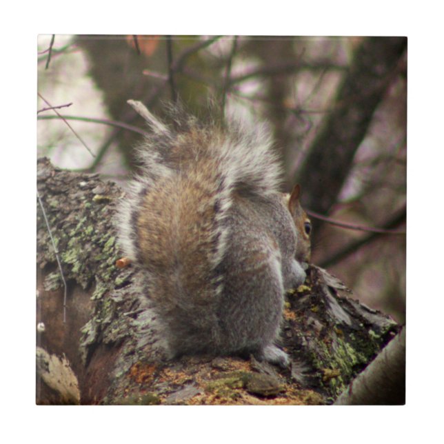 Squirrel in Tree Photo Ceramic Tile (Front)