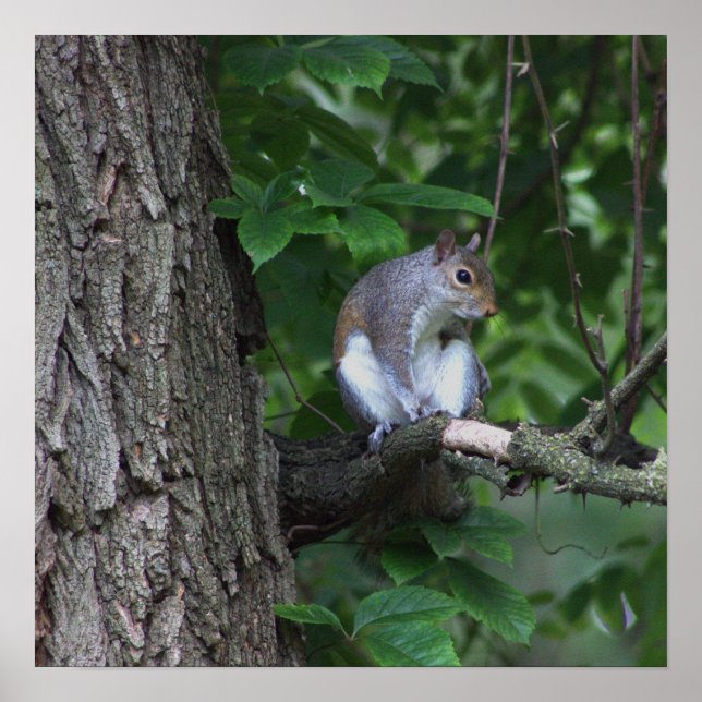 Squirrel in Tree Photo Poster (Front)