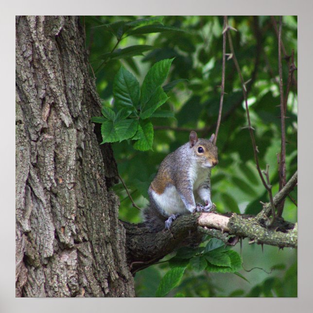 Squirrel in Tree Photo Poster (Front)
