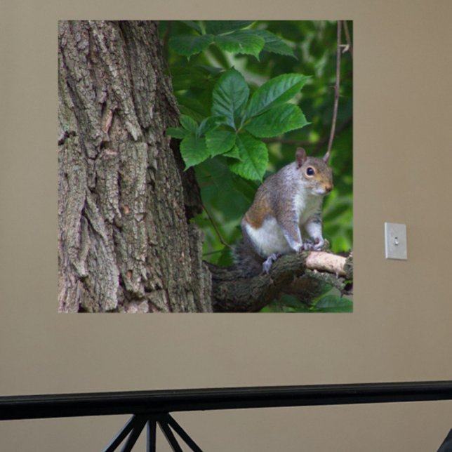 Squirrel in Tree Photo Poster (Creator Uploaded)