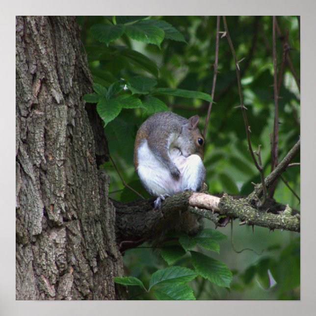 Squirrel in Tree Photo Poster (Front)