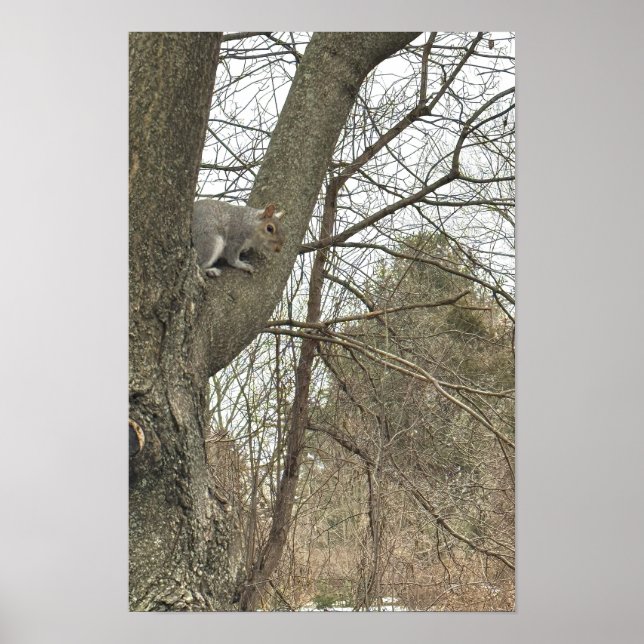 Squirrel in Tree Poster (Front)